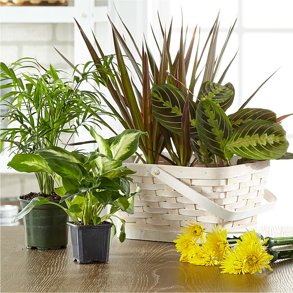 Florist Designed Blooming and Green Plants in a Basket – Colchester Florist, Colchester CT