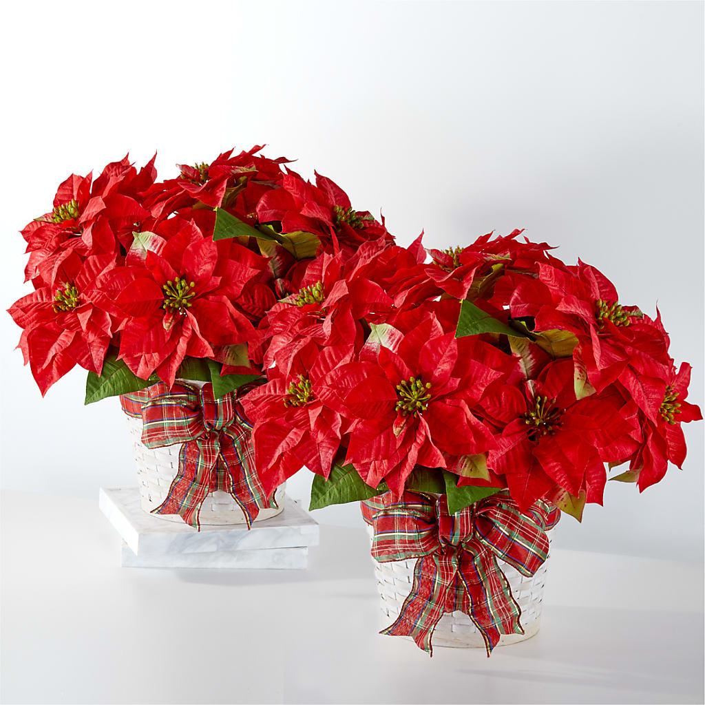 Happiest Holidays Poinsettia Bundle – Colchester Florist, Colchester CT