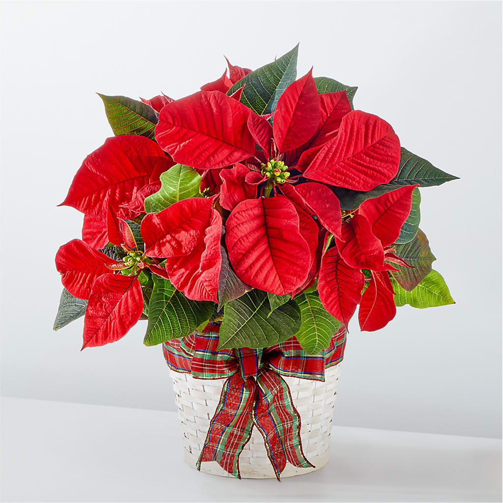 Happiest Holidays Poinsettia – Colchester Florist, Colchester CT