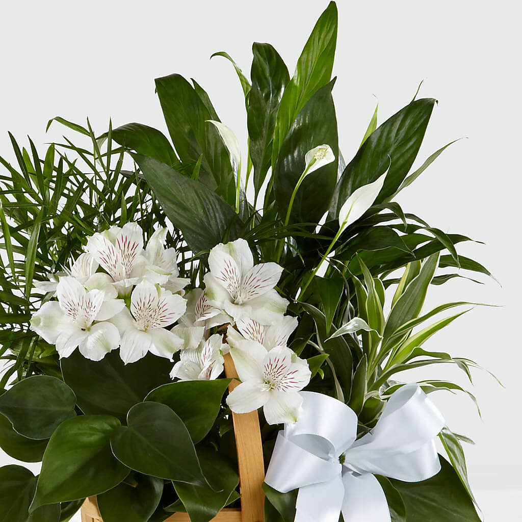 Peace & Serenity Dishgarden – Colchester Florist, Colchester CT