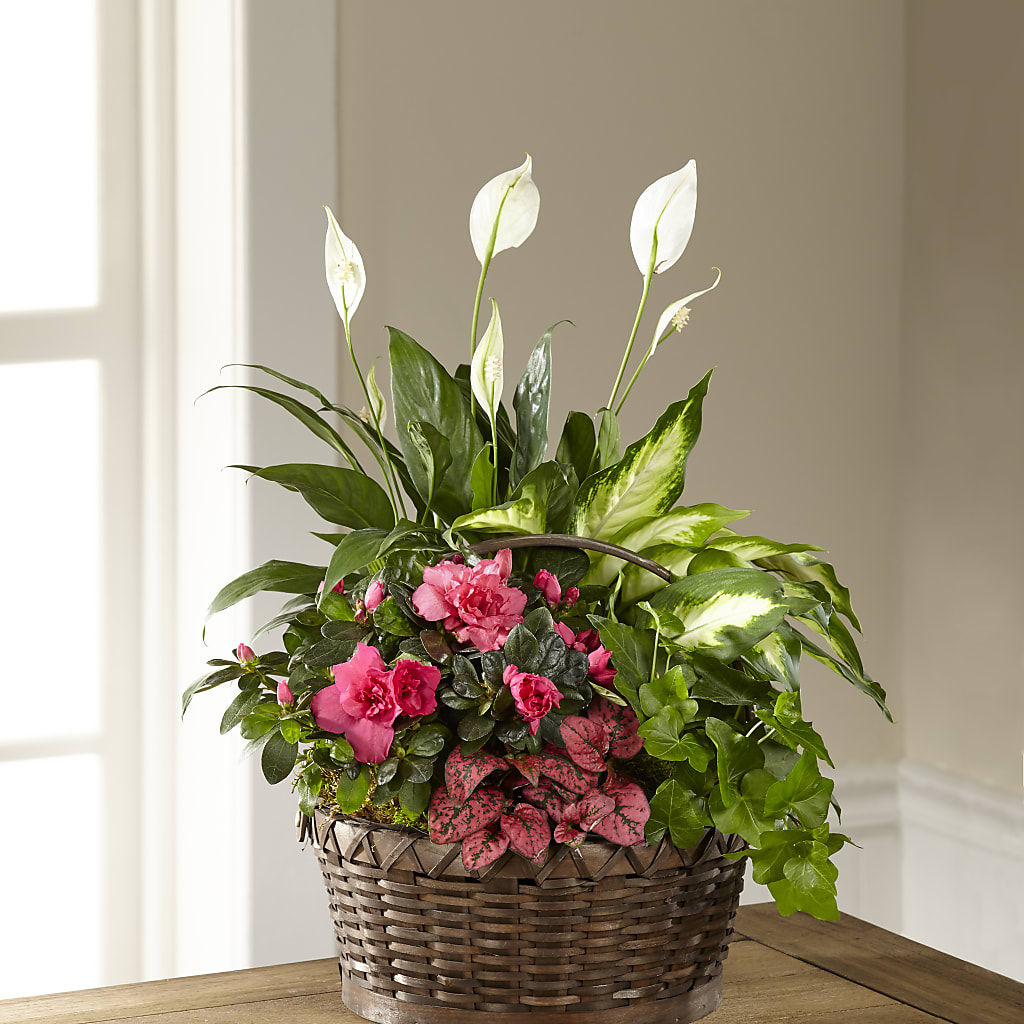 Dream in Pink Dishgarden – Colchester Florist, Colchester CT