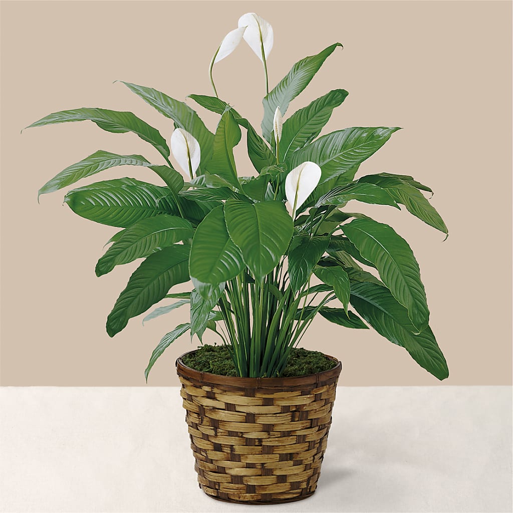 Tranquil Moments Peace Lily Plant – Colchester Florist, Colchester CT