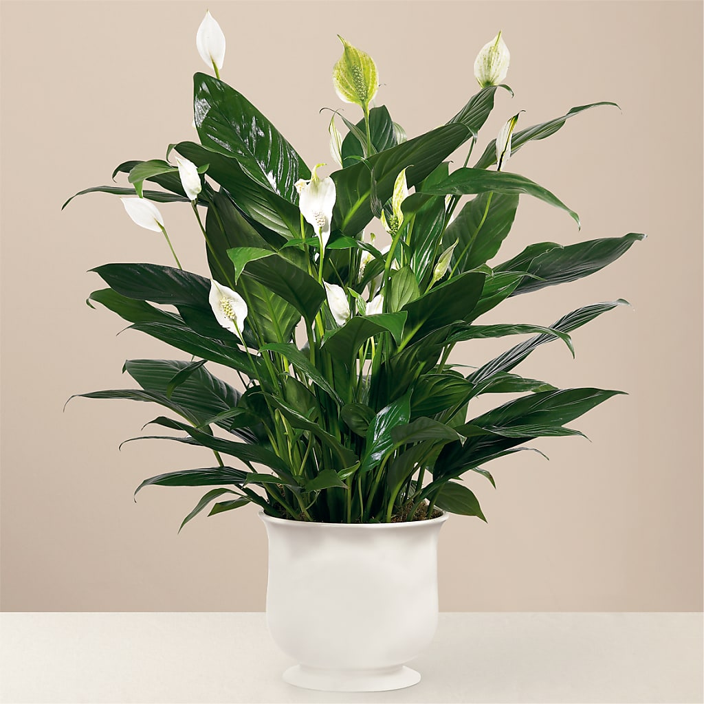 Comfort Planter – Colchester Florist, Colchester CT