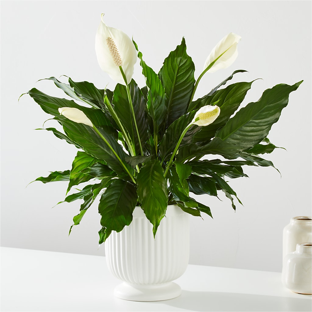 Comfort Planter – Colchester Florist, Colchester CT