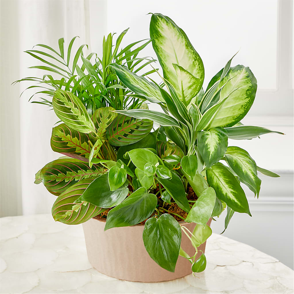 Balance & Harmony Dishgarden – Colchester Florist, Colchester CT