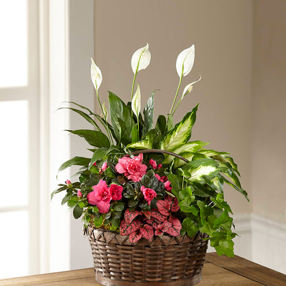 Dream in Pink Dishgarden –  Colchester Florist, Colchester CT