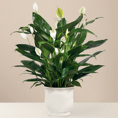 Comfort Planter –  Colchester Florist, Colchester CT