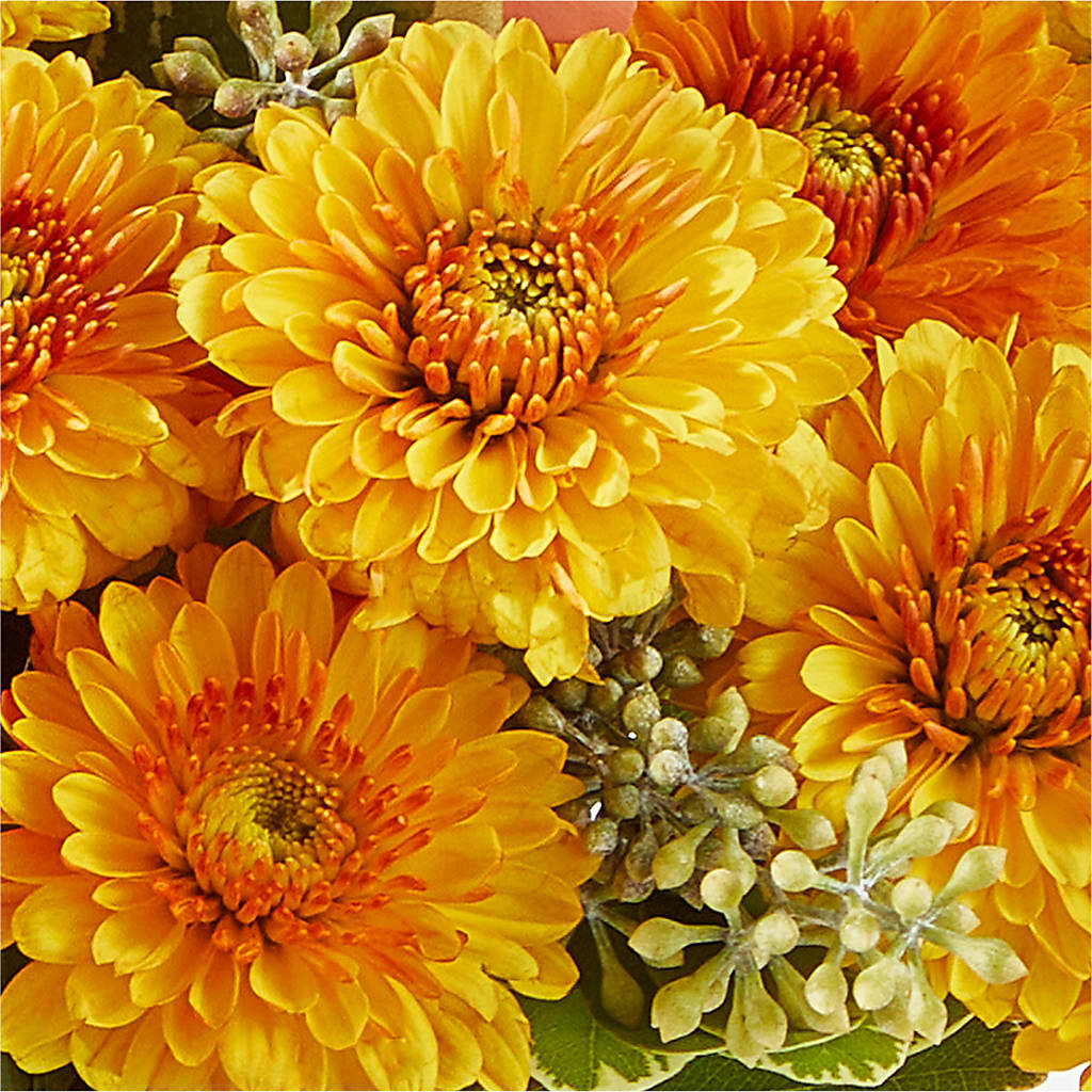 Peachy Pumpkin –  Colchester Florist, Colchester CT