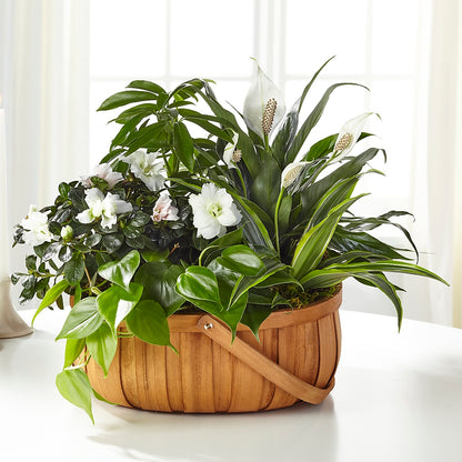Serene Dishgarden –  Colchester Florist, Colchester CT
