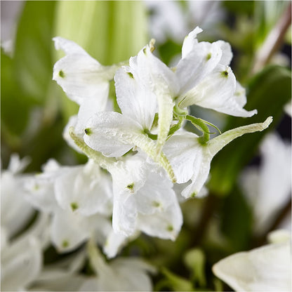 Classic Ivory – A Florist Original –  Colchester Florist, Colchester CT